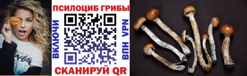 блэк спрут ТОР  Шатура  Псилоцибиновые грибы Psilocybine cubensis 