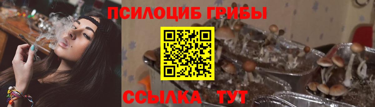 Псилоцибиновые грибы Cubensis Шатура